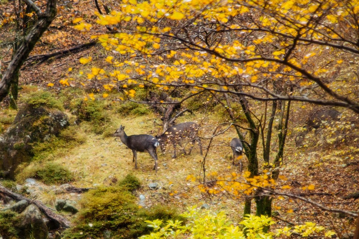 【オンラインイベント】 親子で学ぶ、日本の野生動物