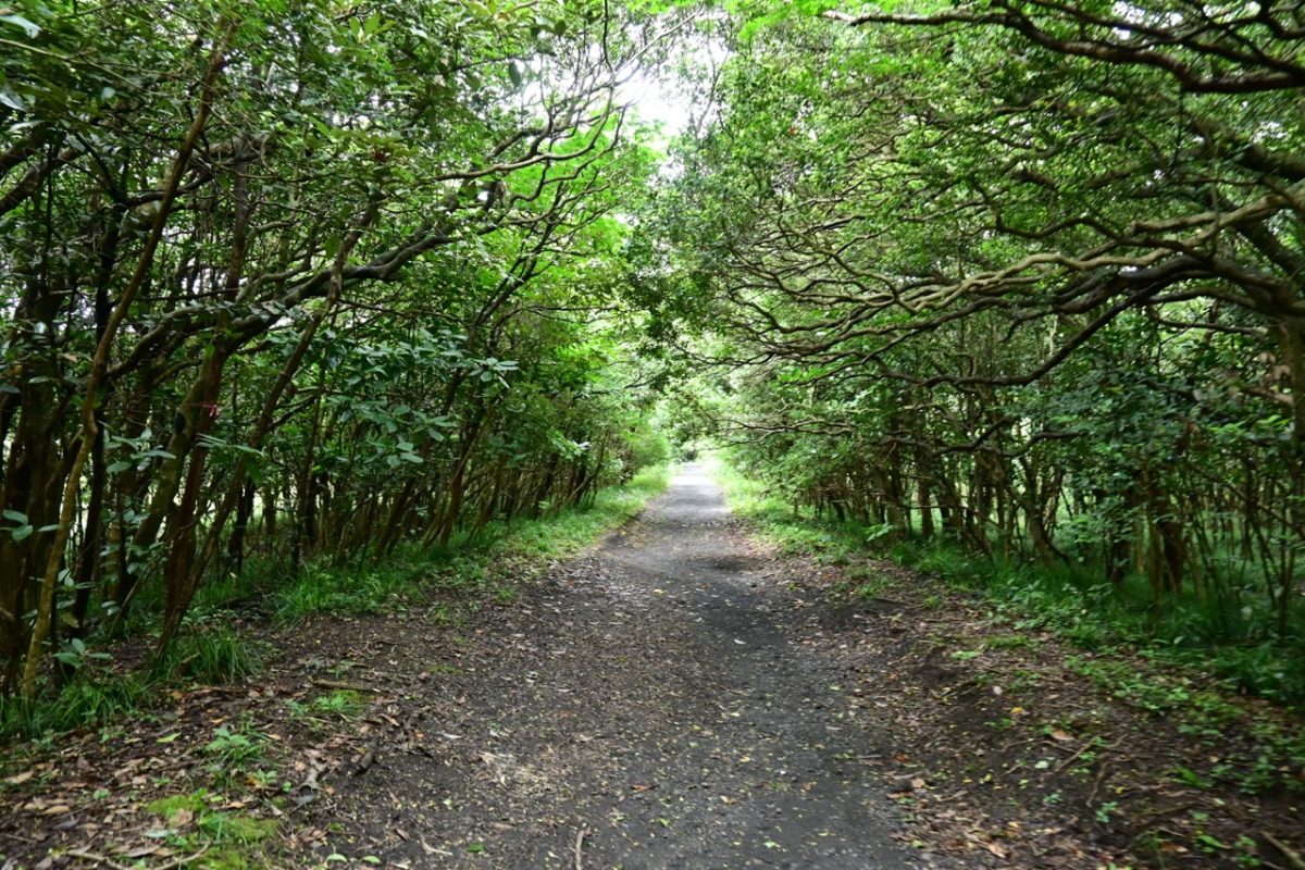 【10周年記念イベント】2泊3日離島キッズキャンプイベント OSHIMA ADVENTURE in 伊豆諸島 大島