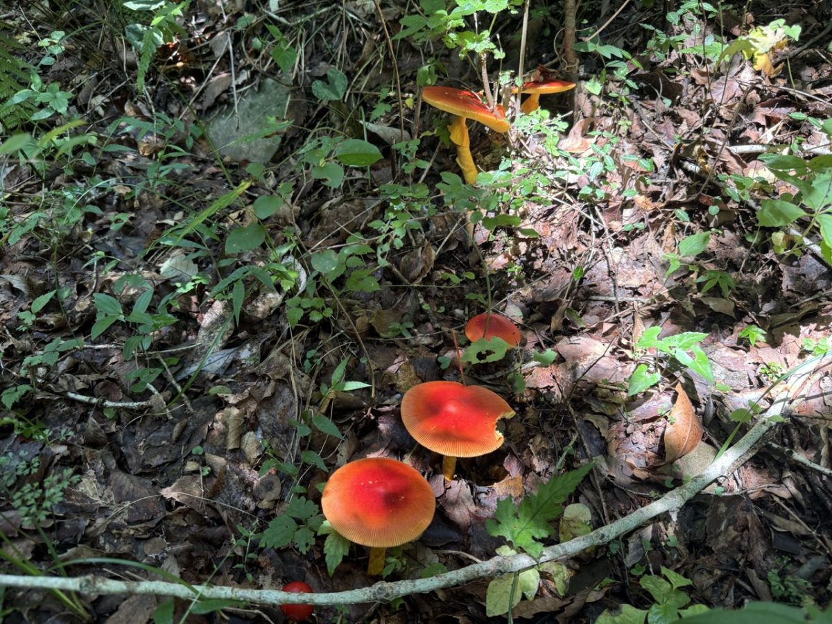 ファミリートレッキング in 静岡県 玄岳