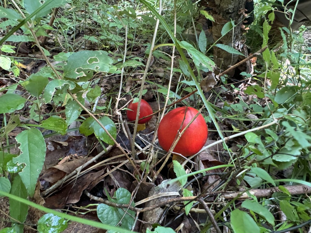 ファミリートレッキング in 静岡県 玄岳